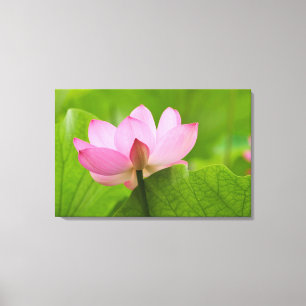 Franklin NC, Perry's Water Garden, Lotus Canvas Afdruk