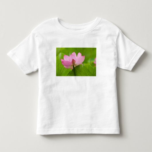 Franklin NC, Perry's Water Garden, Lotus Kinder Shirts (Voorkant)
