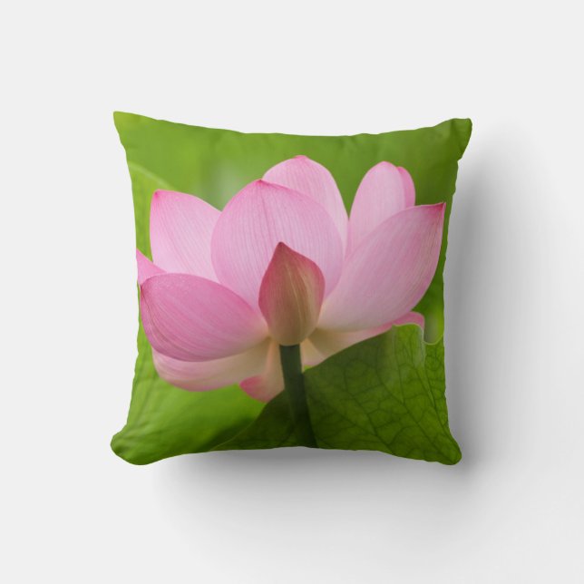 Franklin NC, Perry's Water Garden, Lotus Kussen (Voorkant)