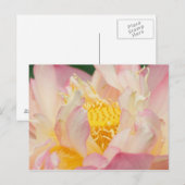 Franklin NC, Perry's Water Garden, Lotus met Briefkaart (Voorkant / Achterkant)