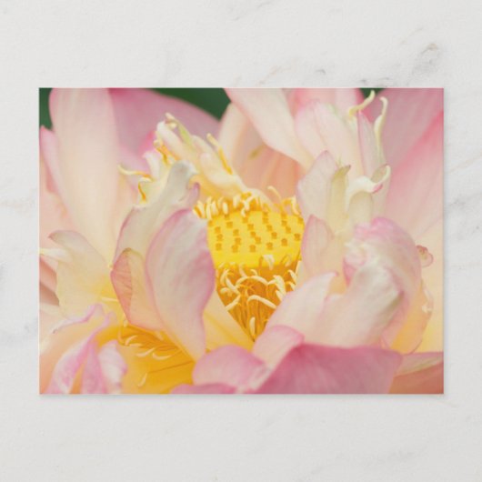 Franklin NC, Perry's Water Garden, Lotus met Briefkaart (Voorkant)