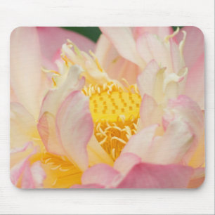 Franklin NC, Perry's Water Garden, Lotus met Muismat