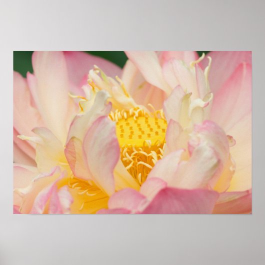 Franklin NC, Perry's Water Garden, Lotus met Poster (Voorkant)