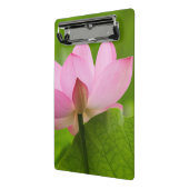 Franklin NC, Perry's Water Garden, Lotus Mini Klembord (Angled2)