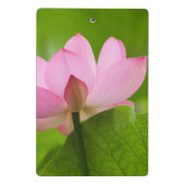 Franklin NC, Perry's Water Garden, Lotus Mini Klembord (Achterkant)