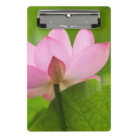 Franklin NC, Perry's Water Garden, Lotus Mini Klembord (Voorkant)