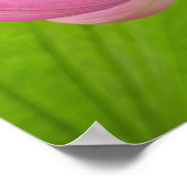 Franklin NC, Perry's Water Garden, Lotus Poster (Hoek)