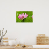 Franklin NC, Perry's Water Garden, Lotus Poster (Keuken)