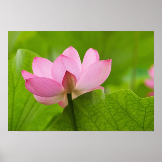 Franklin NC, Perry's Water Garden, Lotus Poster (Voorkant)