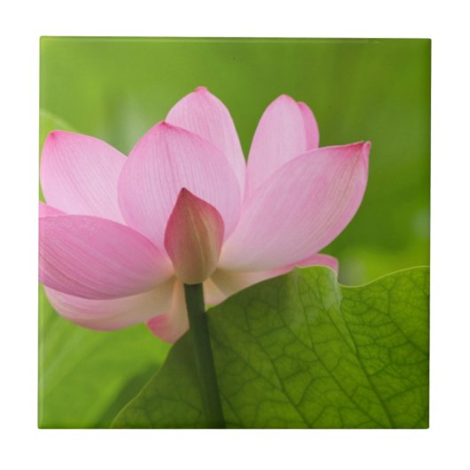 Franklin NC, Perry's Water Garden, Lotus Tegeltje (Voorkant)
