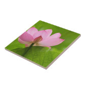 Franklin NC, Perry's Water Garden, Lotus Tegeltje (Zijkant)