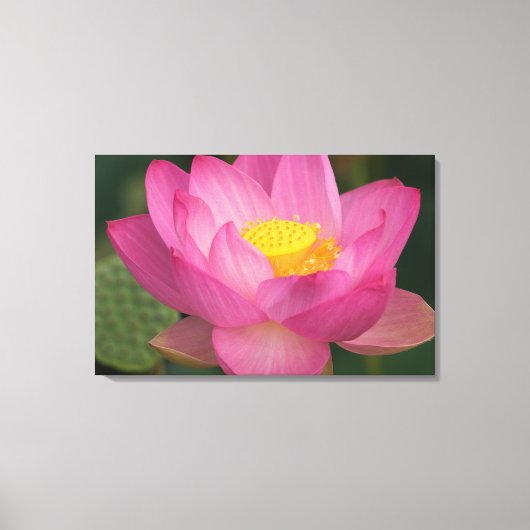 Franklin NC, Perry's watertuin, Lotus 2 Canvas Afdruk (Voorkant)