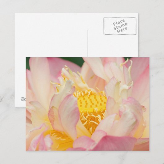 Franklin NC, Perry's watertuin, Lotus met Briefkaart (Voorkant / Achterkant)