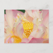 Franklin NC, Perry's watertuin, Lotus met Briefkaart (Voorkant)