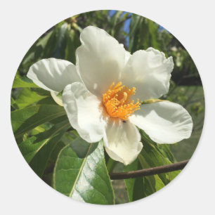 Franklinia alatamaha ronde sticker