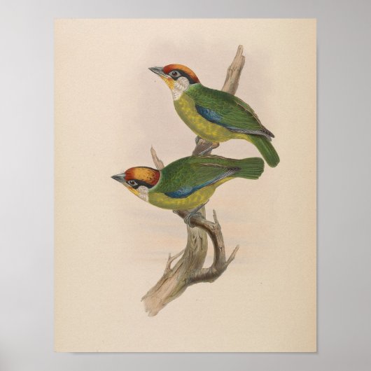 Franklin's Baardvogel door John Gould Print (Voorkant)