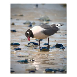 Franklin's Gull Foto Afdruk