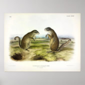 Franklin's Marmot-Squirrel of Ground Squirrel Poster (Voorkant)