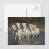 Frankrijk, Camargue. Horses run through the 2 Briefkaart (Voorkant / Achterkant)
