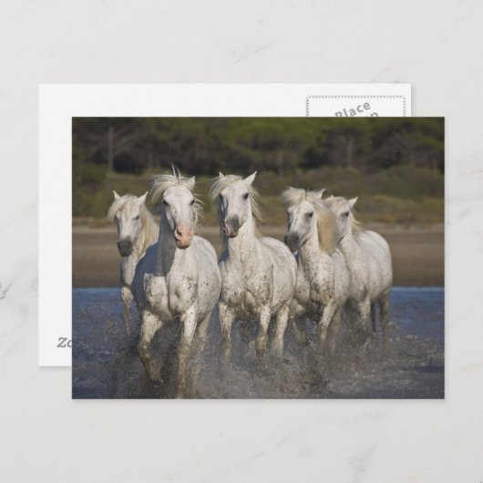 Frankrijk, Camargue. Horses run through the 2 Briefkaart (Voorkant / Achterkant)