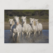 Frankrijk, Camargue. Horses run through the 2 Briefkaart (Voorkant)