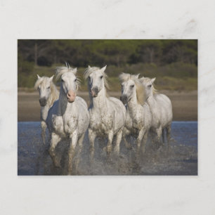Frankrijk, Camargue. Horses run through the 2 Briefkaart