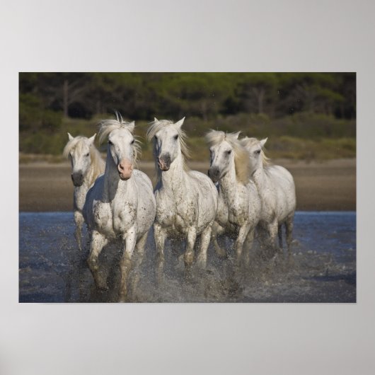 Frankrijk, Camargue. Horses run through the 2 Poster (Voorkant)