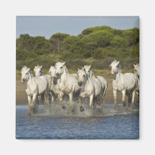 Frankrijk, Camargue. Paarden door de estuarium 3 Magneet