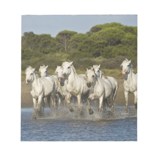 Frankrijk, Camargue. Paarden door de estuarium 3 Notitieblok (Voorkant)