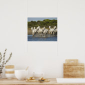 Frankrijk, Camargue. Paarden door de estuarium 3 Poster (Keuken)