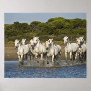 Frankrijk, Camargue. Paarden door de estuarium 3 Poster