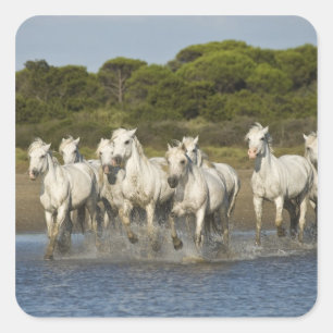 Frankrijk, Camargue. Paarden door de estuarium 3 Vierkante Sticker
