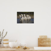Frankrijk, Camargue. Paarden lopen Poster (Keuken)