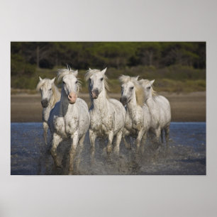 Frankrijk, Camargue. Paarden lopen Poster