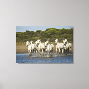 Frankrijk, Camargue. Paarden rennen door het estua Canvas Afdruk