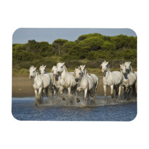 Frankrijk, Camargue. Paarden rennen door het estua Magneet