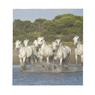 Frankrijk, Camargue. Paarden rennen door het estua Notitieblok
