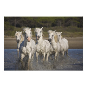 Frankrijk, Camargue. Paarden rennen Foto Afdruk
