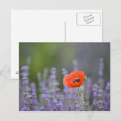 Frankrijk, Provence. Blauwmaanzaad in het veld van Briefkaart (Voorkant / Achterkant)