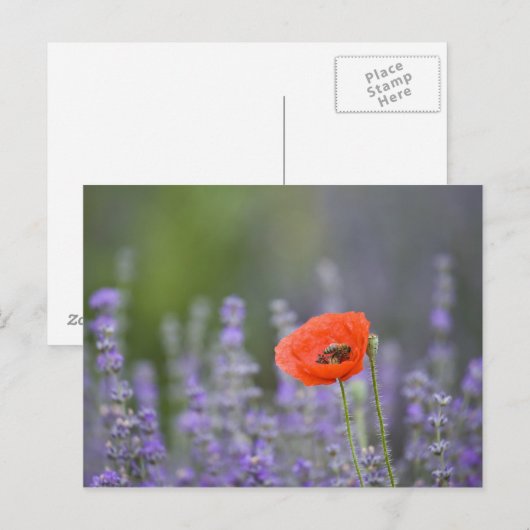 Frankrijk, Provence. Blauwmaanzaad in het veld van Briefkaart (Voorkant / Achterkant)