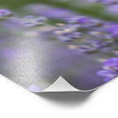 Frankrijk, Provence. Blauwmaanzaad in het veld van Foto Afdruk (Hoek)