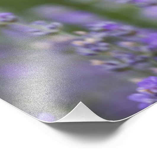 Frankrijk, Provence. Blauwmaanzaad in het veld van Foto Afdruk (Hoek)