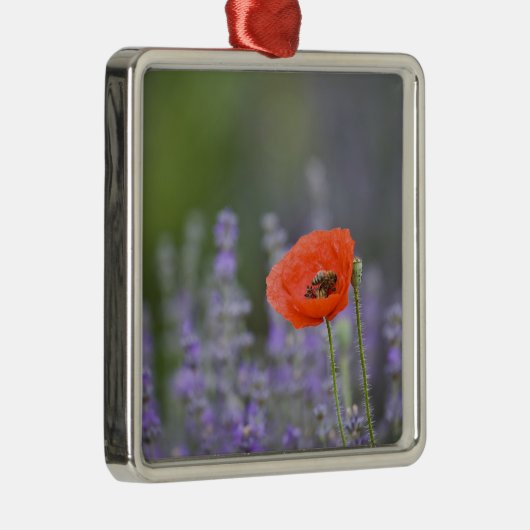 Frankrijk, Provence. Blauwmaanzaad in het veld van Metalen Ornament (Rechts)