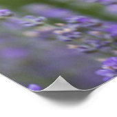 Frankrijk, Provence. Blauwmaanzaad in het veld van Poster (Hoek)