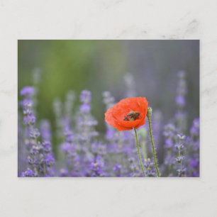 Frankrijk, Provence. Eenzame klaproos in veld van Briefkaart