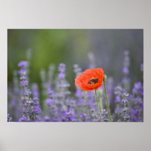 Frankrijk, Provence. Eenzame klaproos in veld van Poster