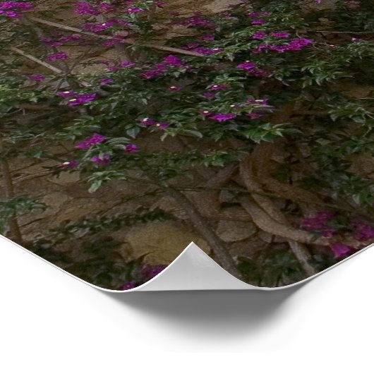 Frankrijk, Provence, Eze. Bright Pink Poster (Hoek)