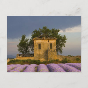 Frankrijk, Provence. Lavendelveld en Briefkaart