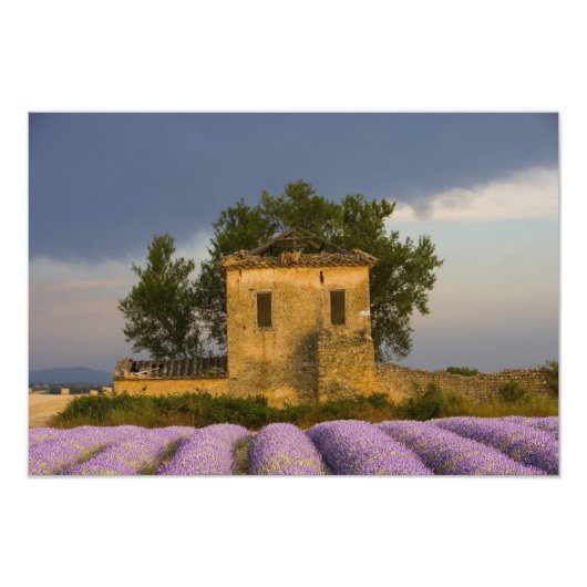 Frankrijk, Provence. Lavendelveld en Foto Afdruk (Voorkant)