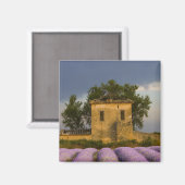 Frankrijk, Provence. Lavendelveld en Magneet (Voorkant / Achterkant)